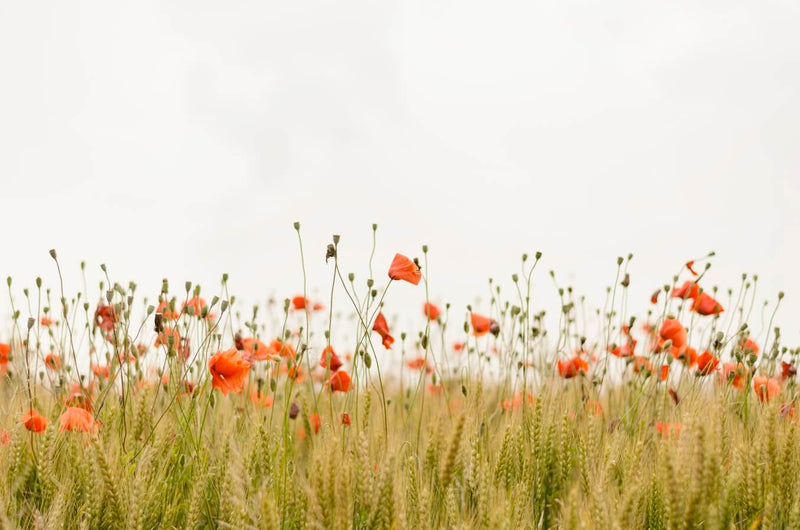 Culotte menstruelle bio : La solution écologique et confortable pendant vos règles